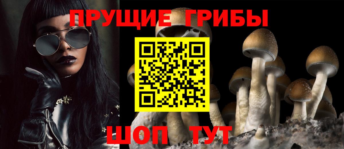 Горно-Алтайск  Псилоцибиновые грибы Cubensis  Вход с VPN 